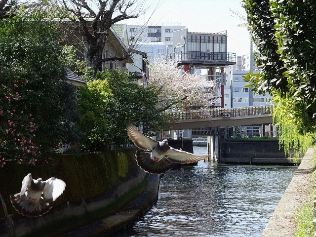 ktsukudajima17.jpg